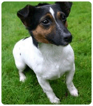 prix ducation canine